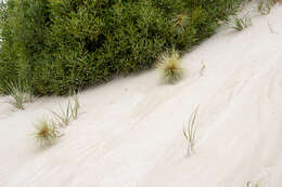 Sivun Spinifex hirsutus Labill. kuva