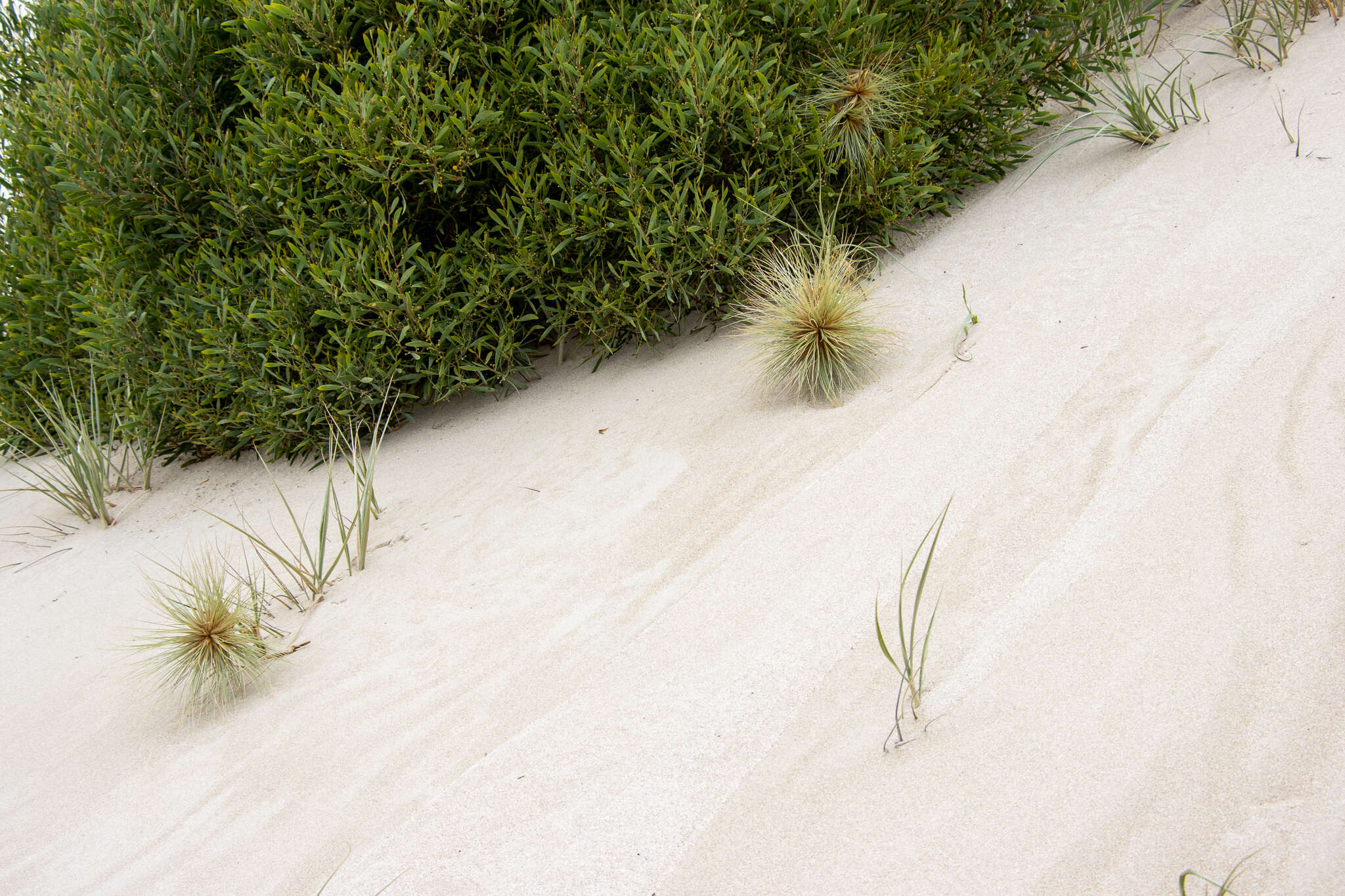 Imagem de Spinifex hirsutus Labill.