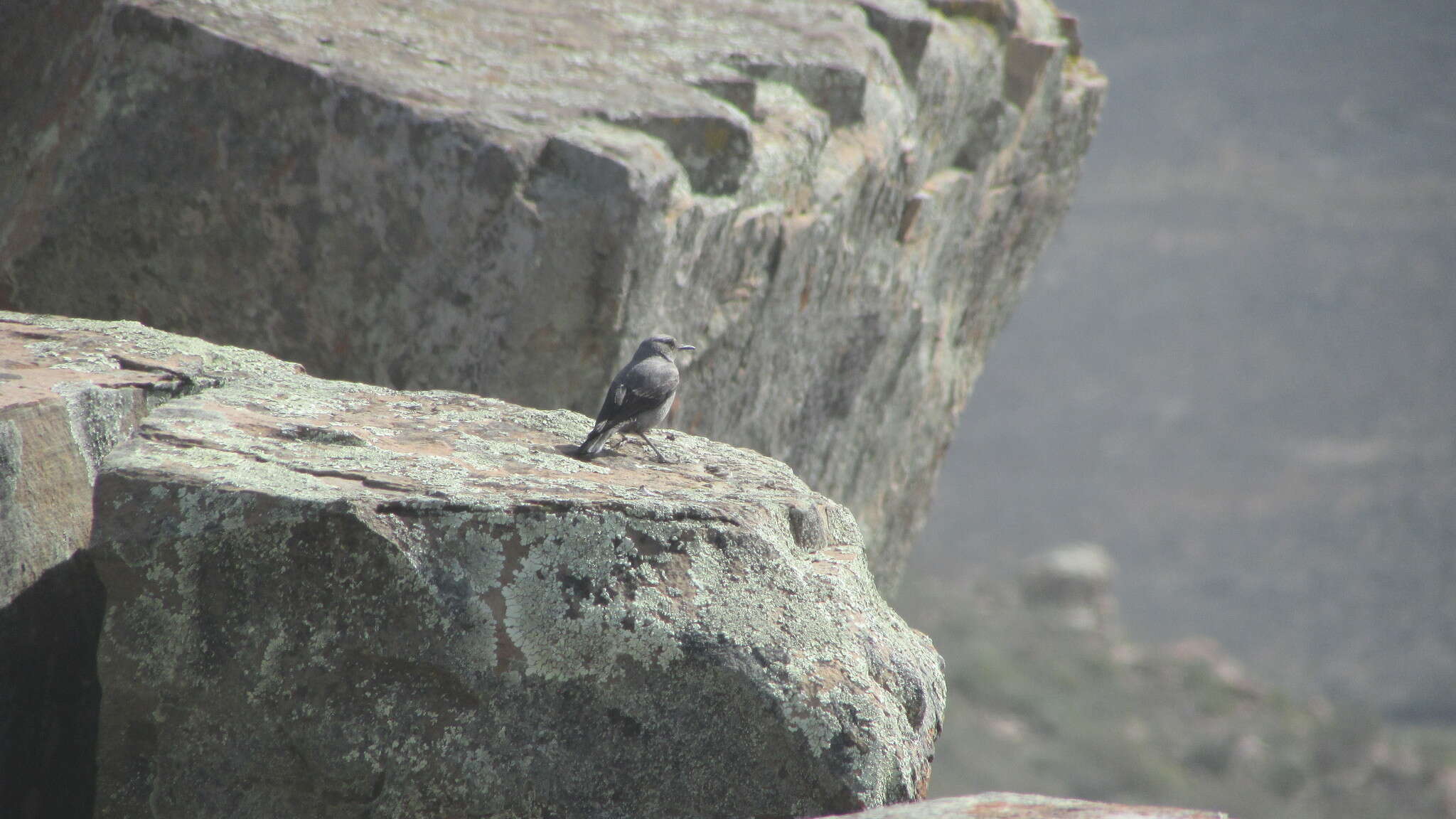 Image of Karoo Chat