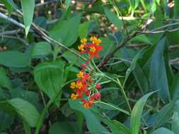 Asclepias curassavica L. resmi