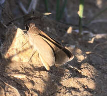 Image of Eufala Skipper