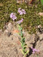 Atocion armeria var. lituanicum (Zapal.) Niketic & Stevan. resmi