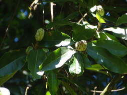 Image of Magnolia iltisiana Vazquez