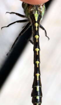 Image of Boreal Snaketail
