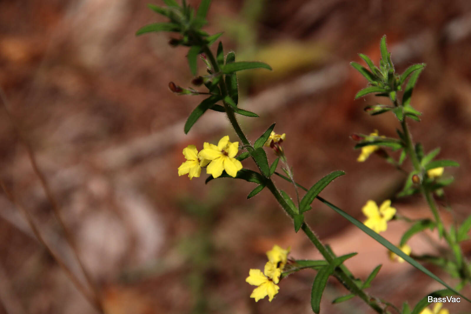 Image of Goodenia heterophylla Sm.