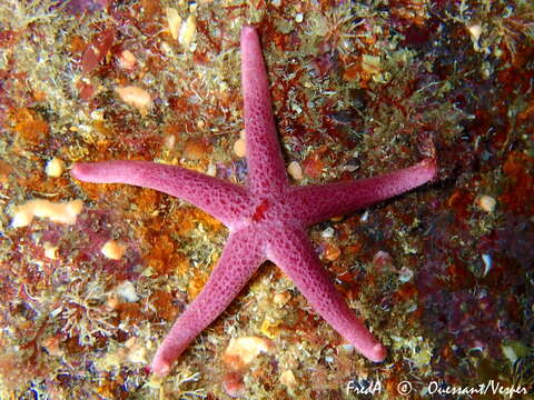 Image of Bloody Henry starfish