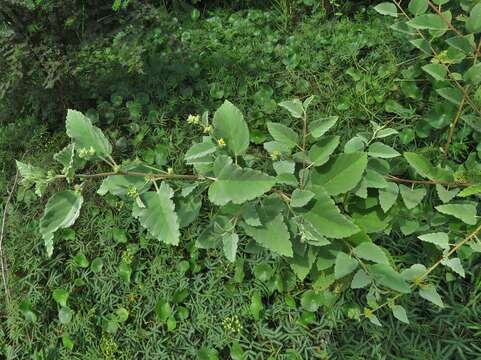 Image of Waltheria ovata Cav.