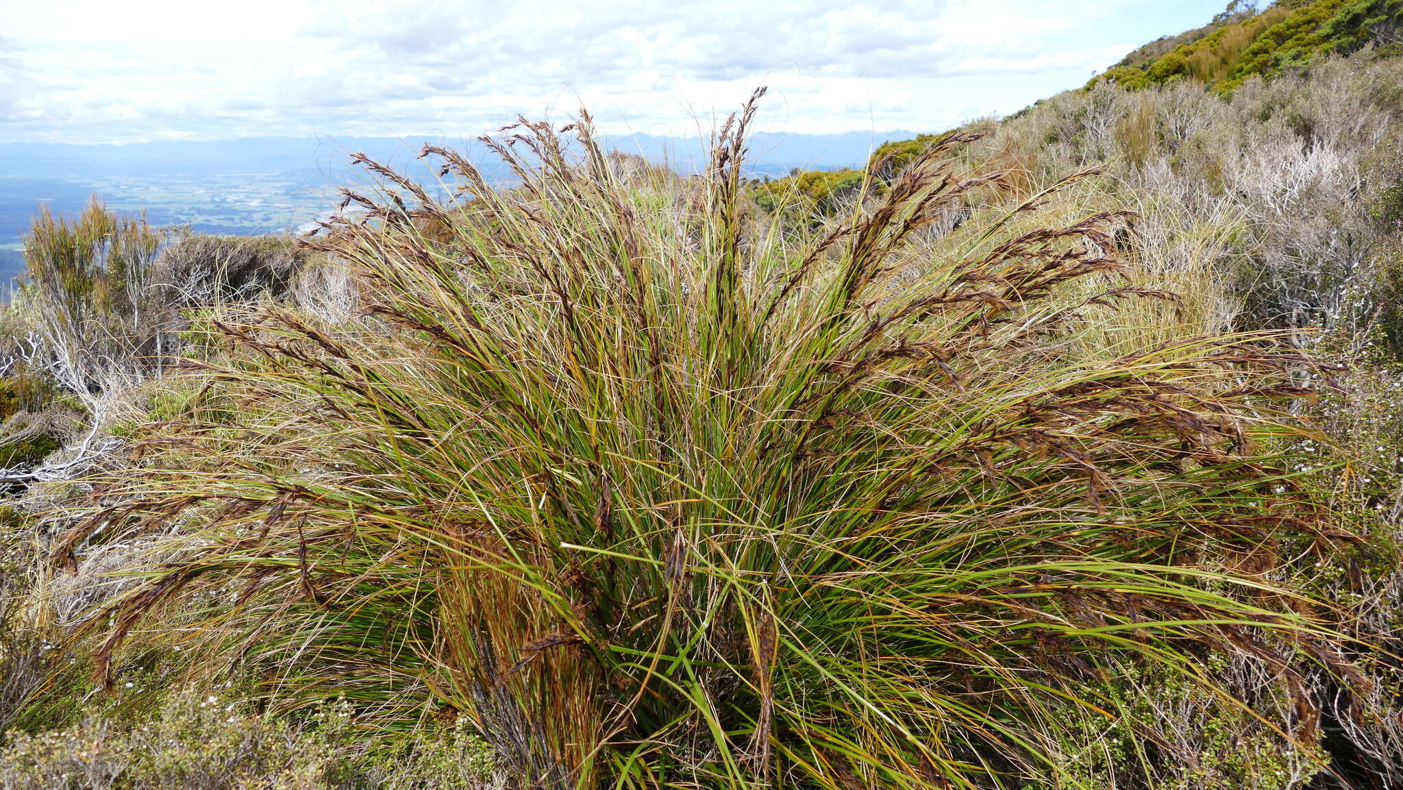 Image of Gahnia procera J. R. Forst. & G. Forst.