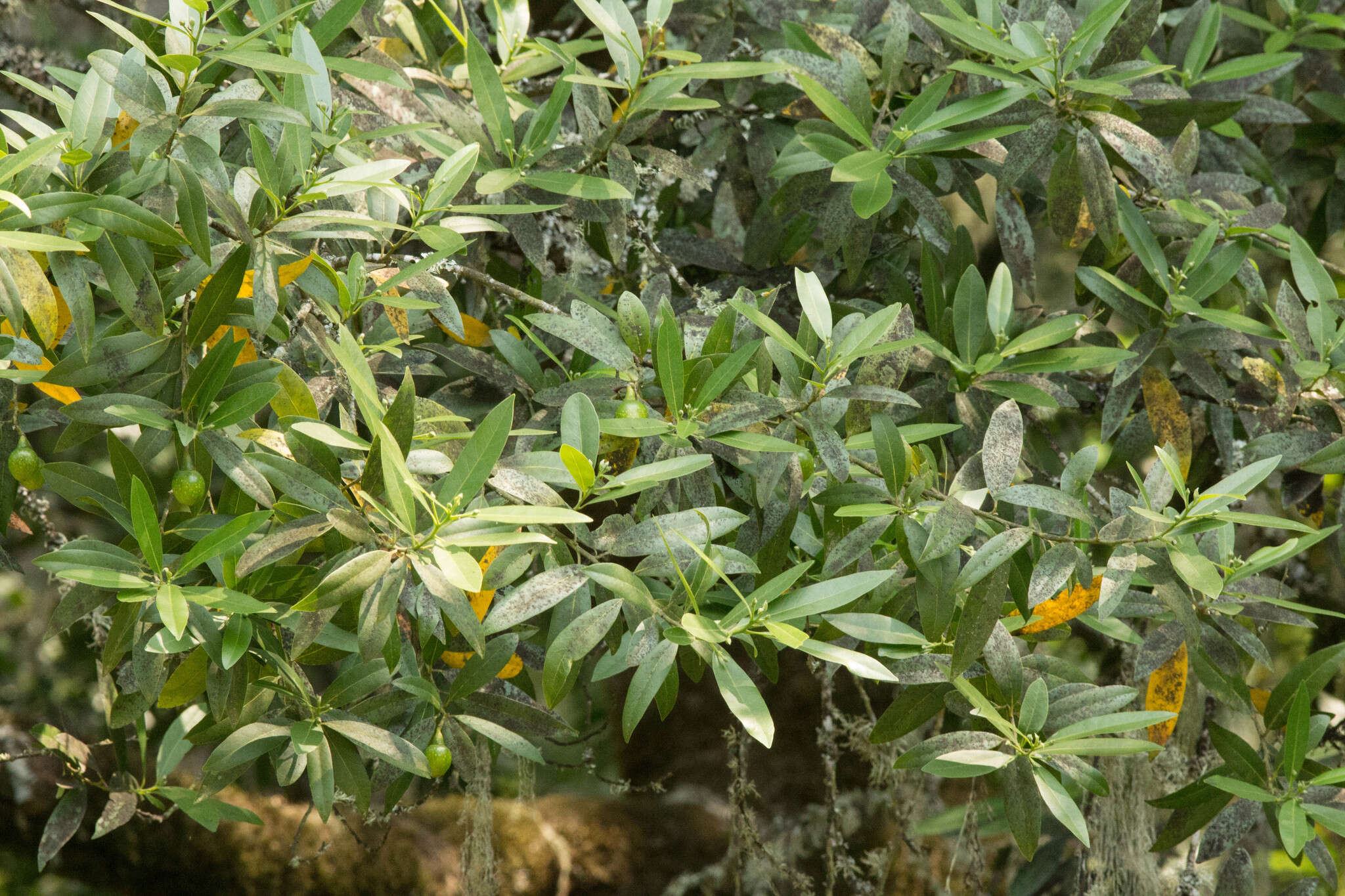 Image of California laurel