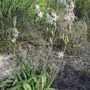 Sivun Chlorophytum triflorum (Aiton) Kunth kuva