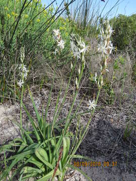 Plancia ëd Chlorophytum triflorum (Aiton) Kunth