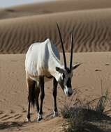 Image of Arabian Oryx