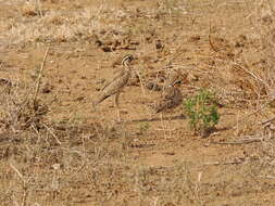 Image of Three-banded Courser