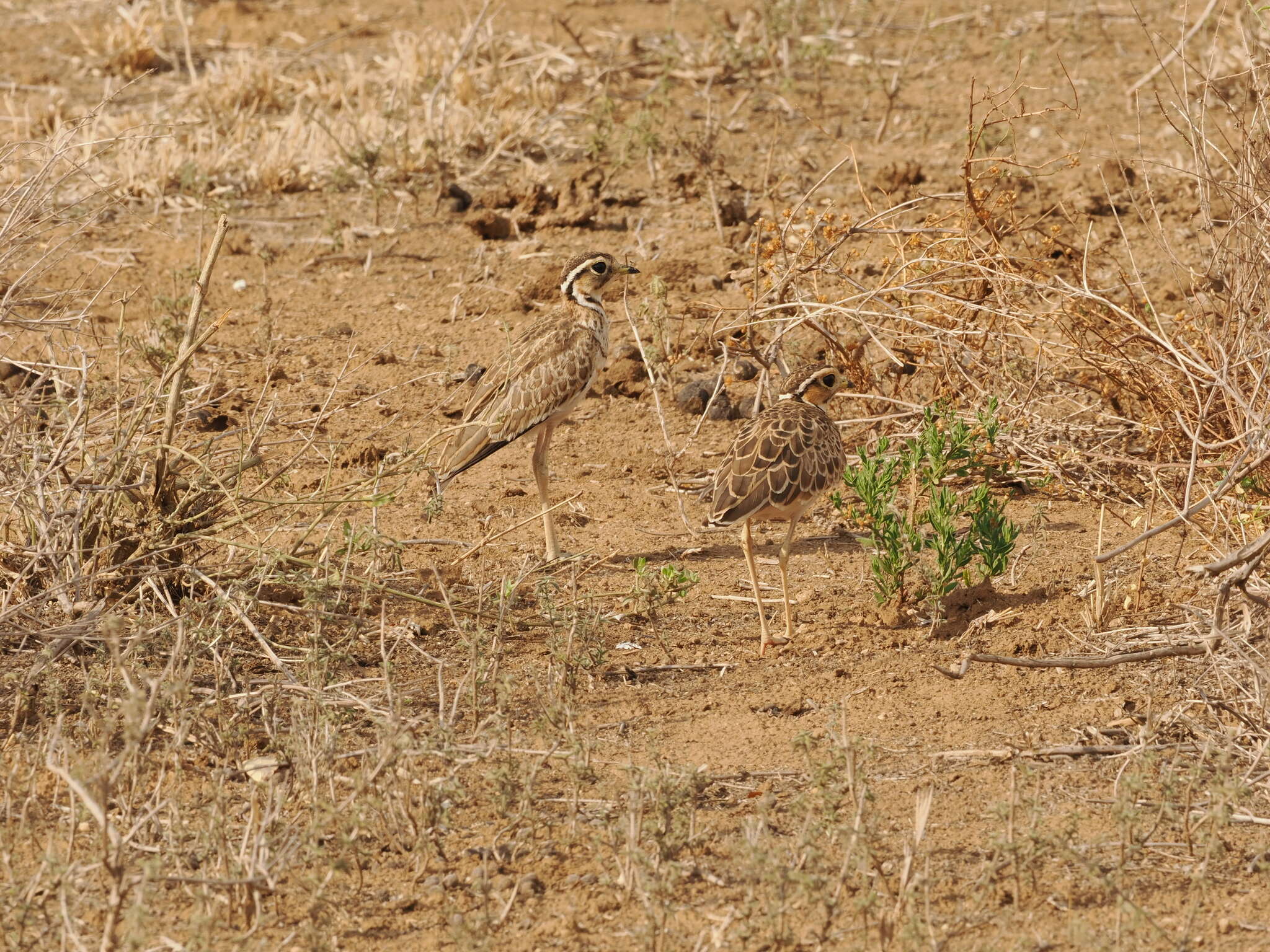 Image of Three-banded Courser