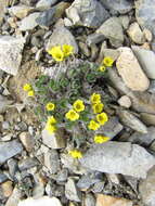 Image of Palander's draba