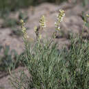 Image of rushy milkvetch