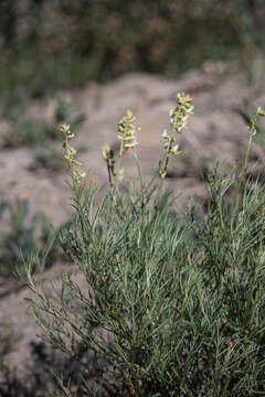 Imagem de Astragalus lonchocarpus Torr.