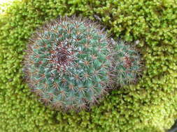 Mammillaria rhodantha subsp. fera-rubra (F. Schmoll ex R. T. Craig) D. R. Hunt的圖片