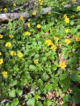 Image of Chilean yellow violet