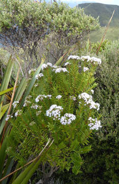 Sivun Veronica diosmifolia R. Cunn. kuva