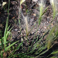 Imagem de Elymus elymoides (Raf.) Swezey