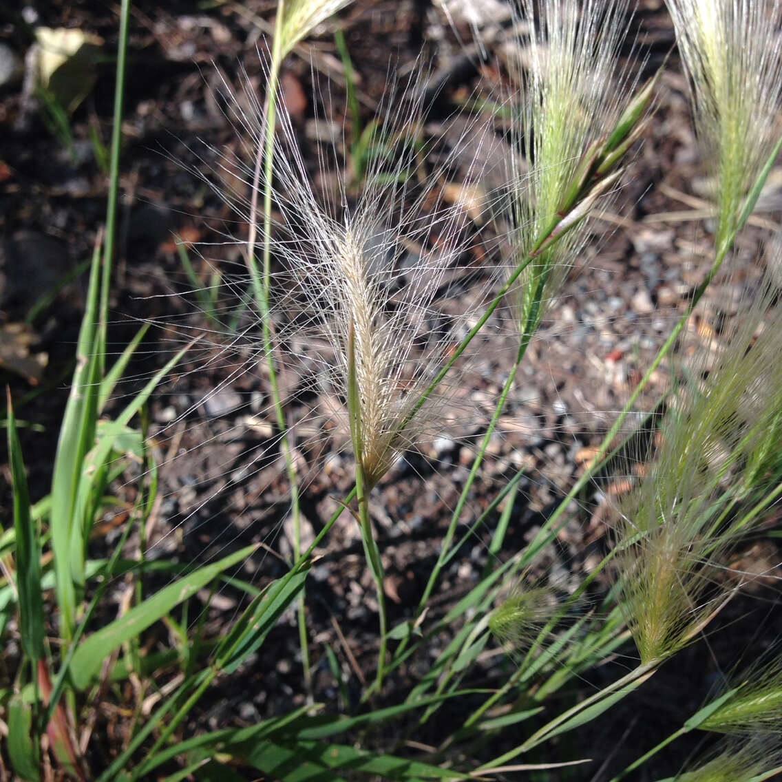 Imagem de Elymus elymoides (Raf.) Swezey