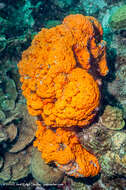 Image of orange elephant ear sponge