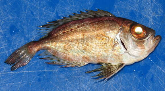 Image of Bigeye snapper