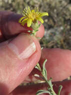 Image of hoary false goldenaster