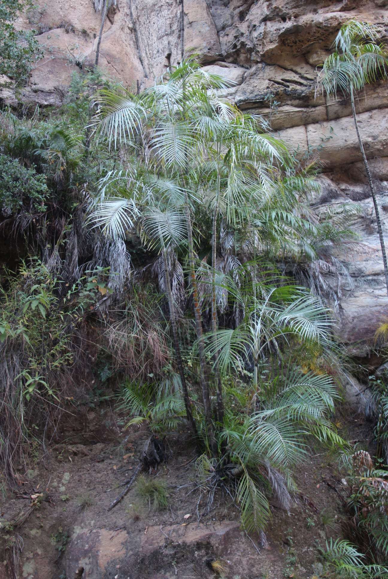 Image de Dypsis onilahensis (Jum. & H. Perrier) Beentje & J. Dransf.