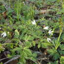 Image of Gagea triflora (Ledeb.) Schult. & Schult. fil.