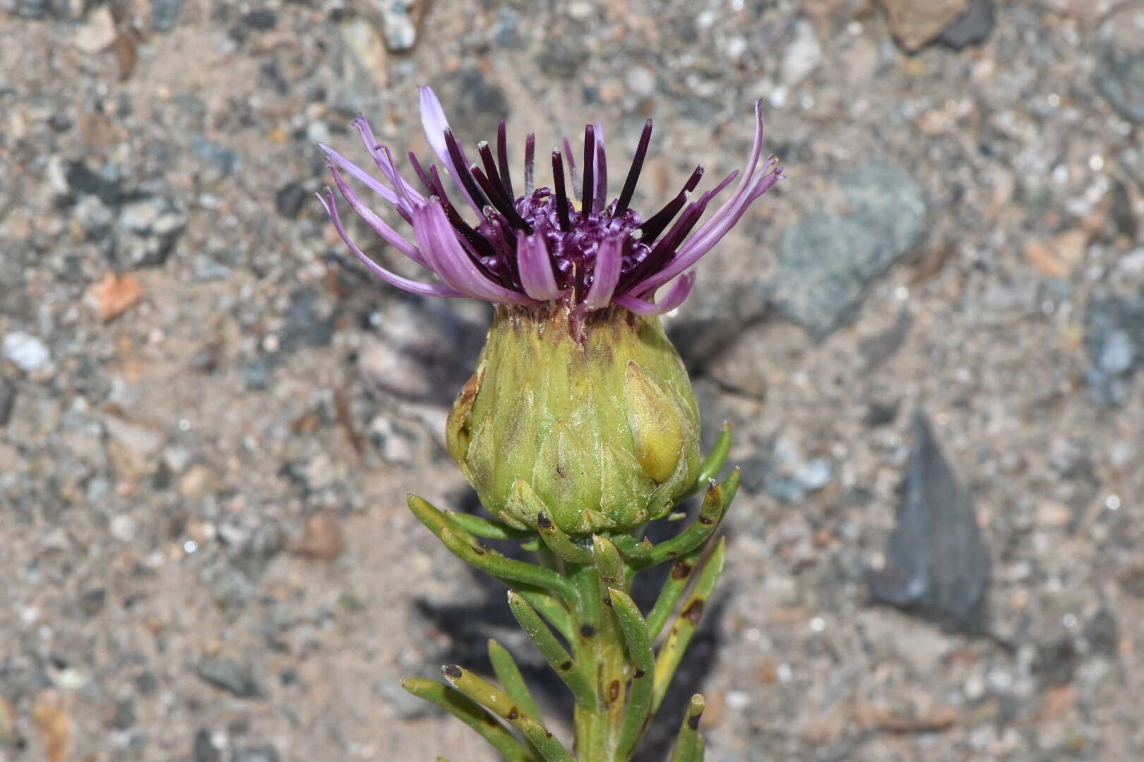 Image de Gypothamnium pinifolium Phil.