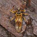 صورة Agriocoris flavipes (Fabricius 1803)