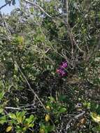 Image of Barkeria lindleyana subsp. vanneriana (Rchb. fil.) Thien