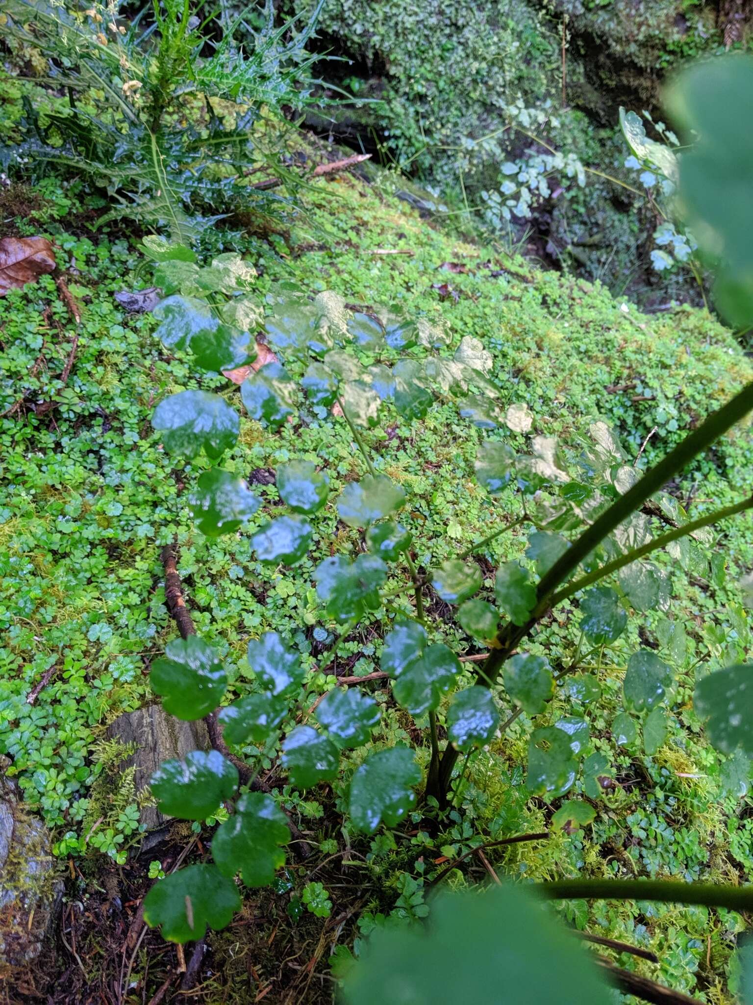 Image of Thalictrum javanicum Bl.