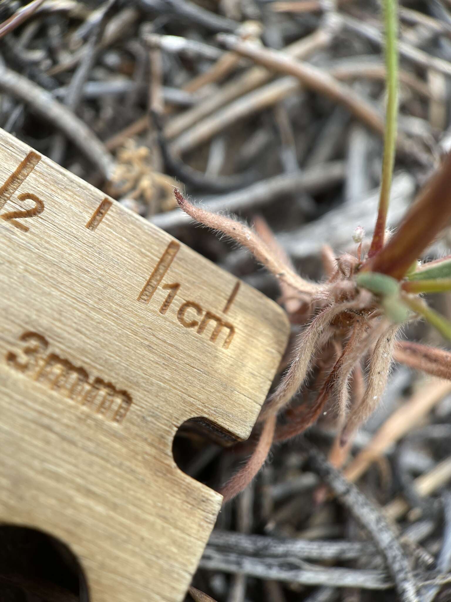 Image of spurry buckwheat