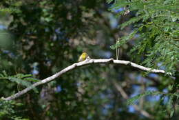 Image of Green-backed White-eye