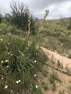 Image of Peninsular beargrass