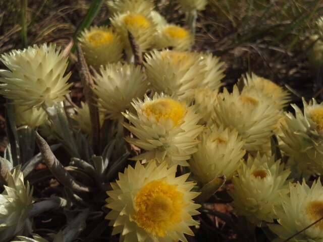 Imagem de Helichrysum swynnertonii S. Moore