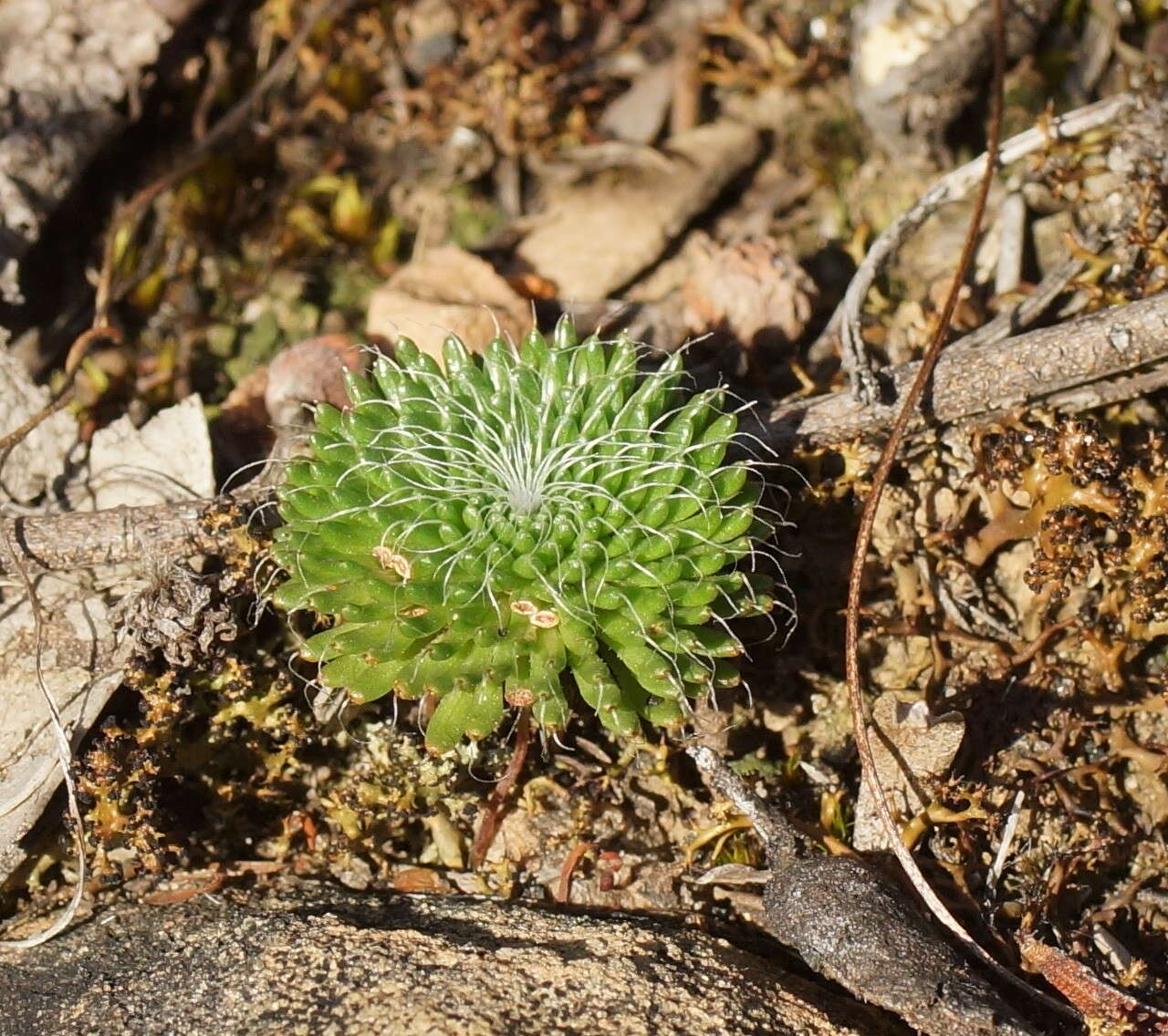 Image of Stylidium soboliferum F. Müll.