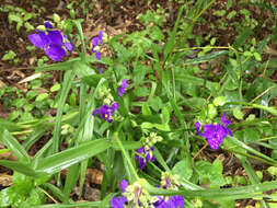 Image of Virginia spiderwort