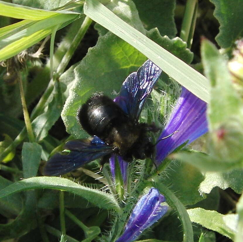 Imagem de Xylocopa violacea (Linnaeus 1758)