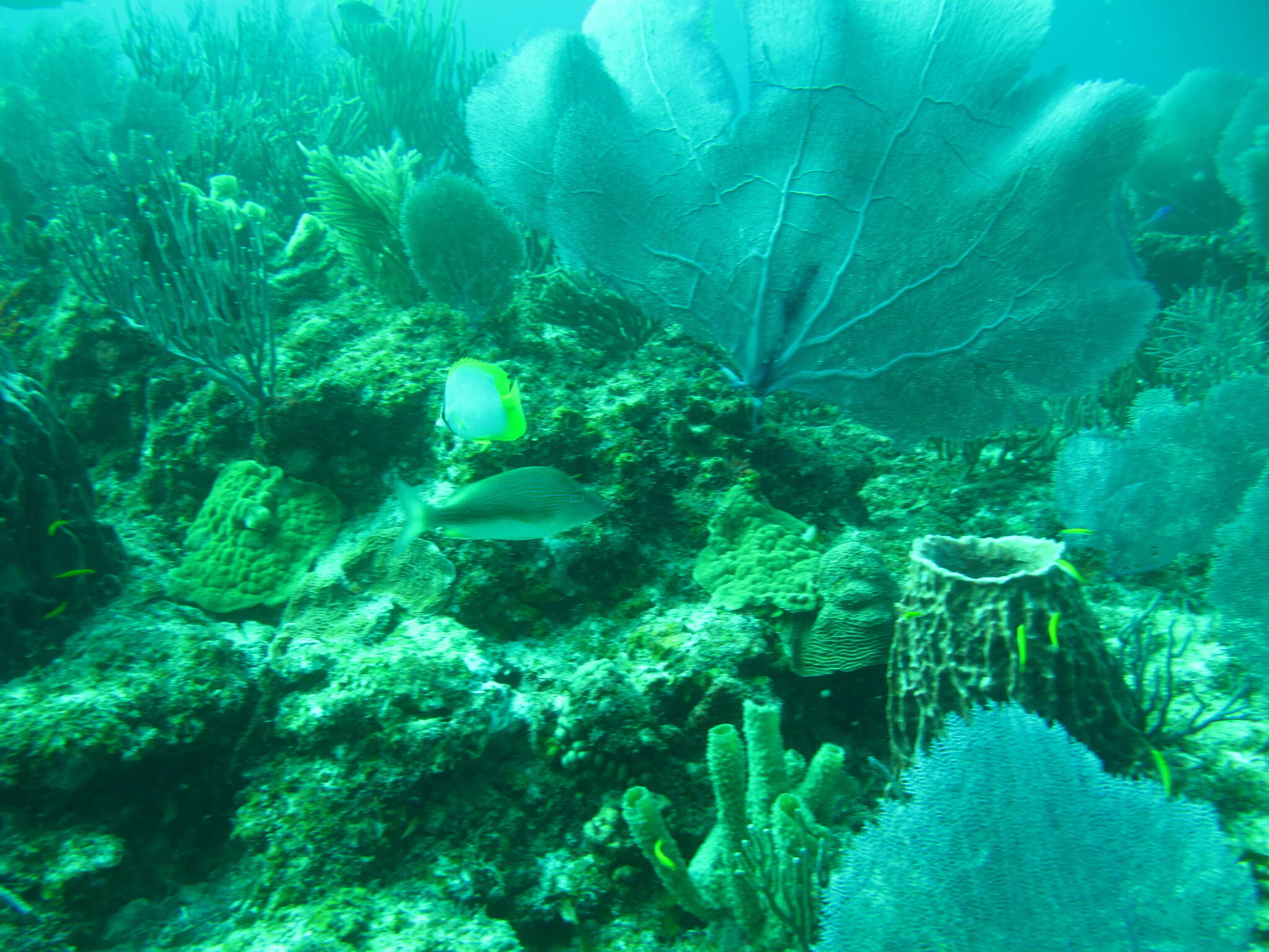 Image of Caribbean sea fan