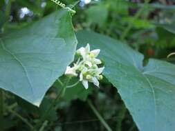 Image of oneseed bur cucumber