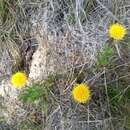 صورة Erigeron supplex A. Gray