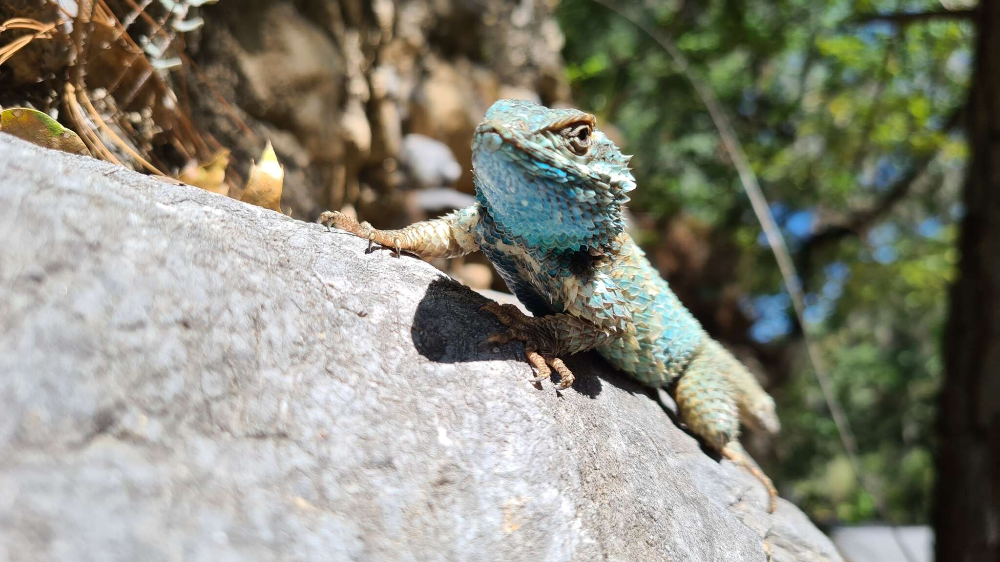 Image of Sceloporus torquatus binocularis Dunn 1936