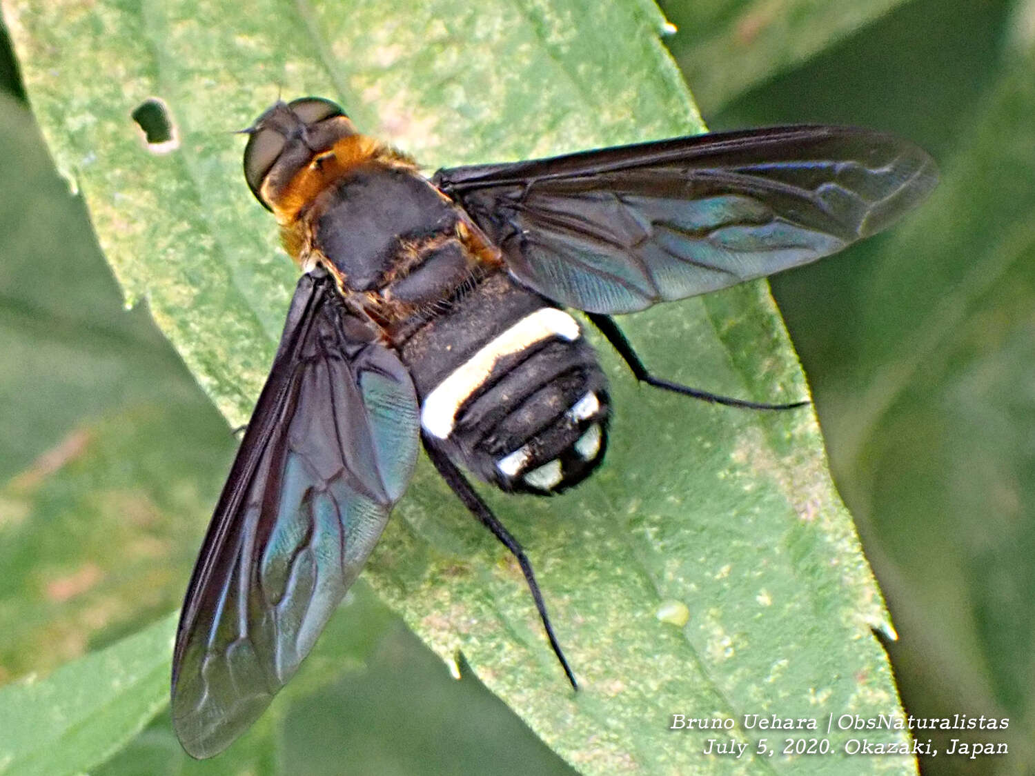 Слика од Ligyra tantalus (Fabricius 1794)