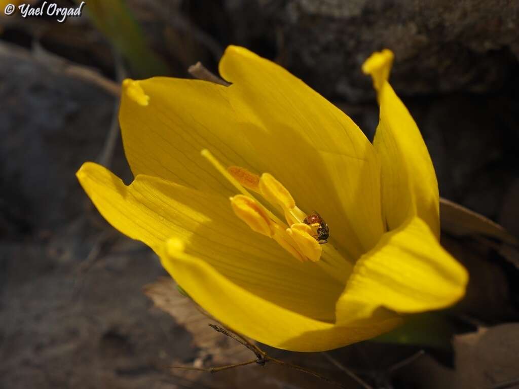 Imagem de Lasioglossum pseudosphecodimorphum (Blüthgen 1923)