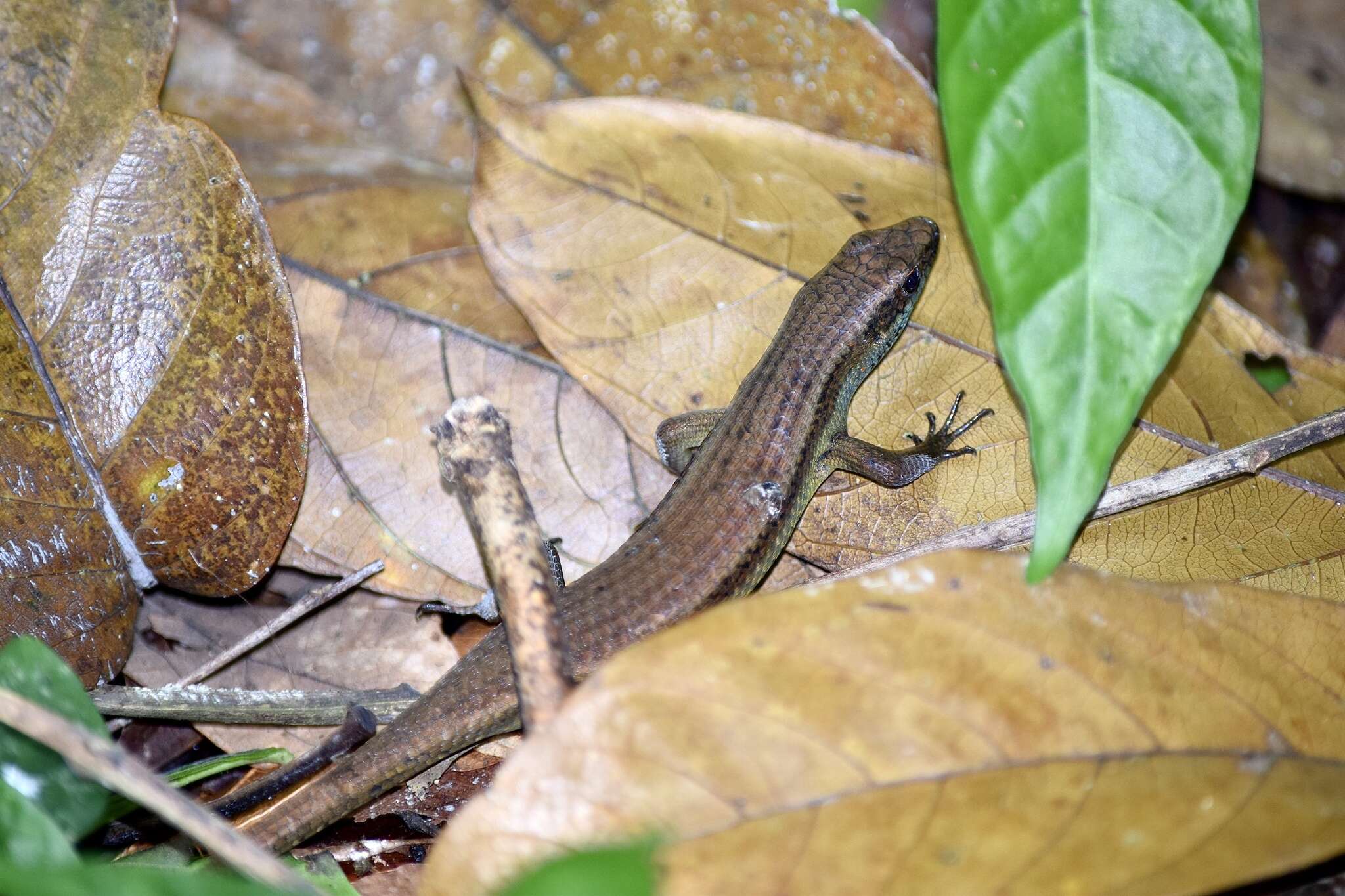 Imagem de Eutropis lewisi