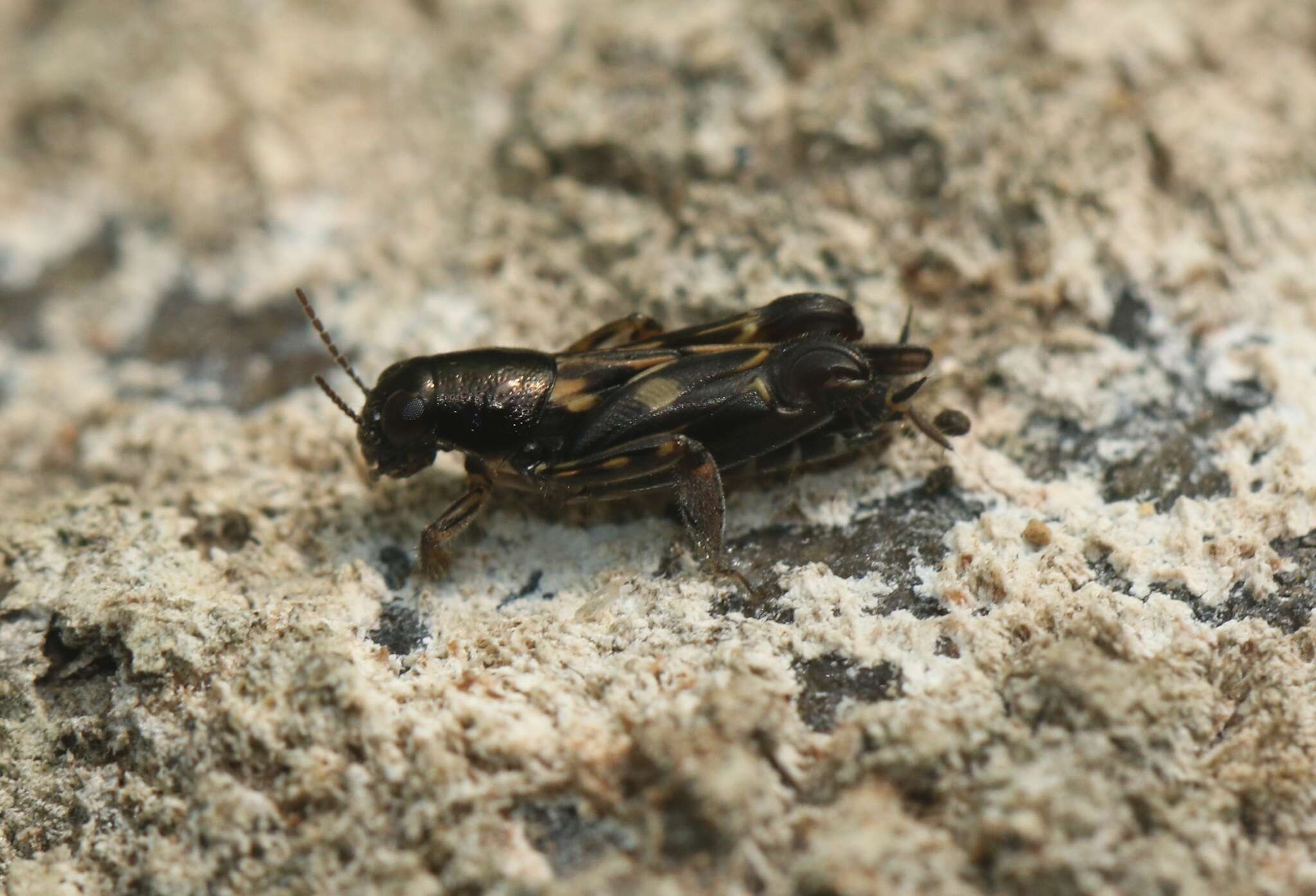 Image of Xya nigripennis (Chopard 1936)